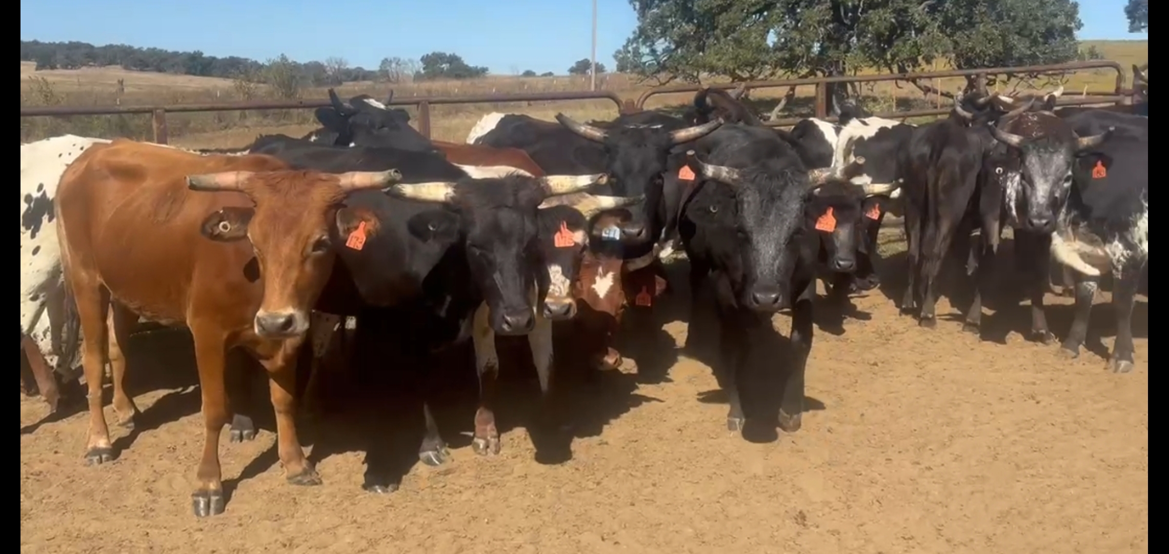 48 - Corriente Bred Heifers and Cows - Oklahoma
